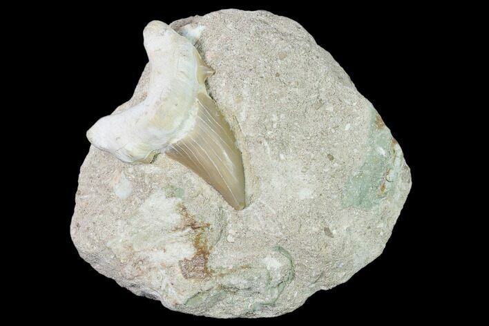 Otodus Shark Tooth Fossil in Rock - Eocene #139867